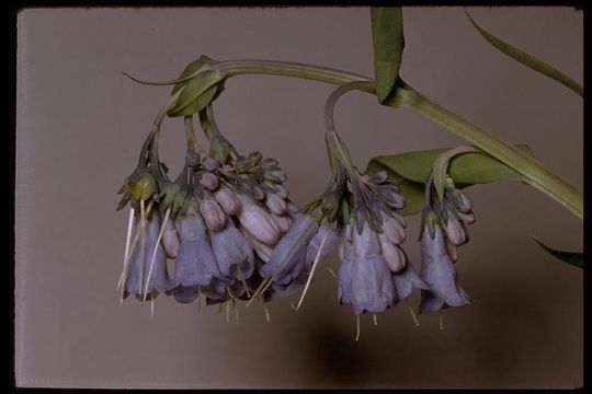 Mertensia ciliata (James ex Torr.) G. Don resmi