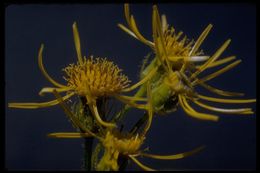 Image of Rayless Alpine Groundsel