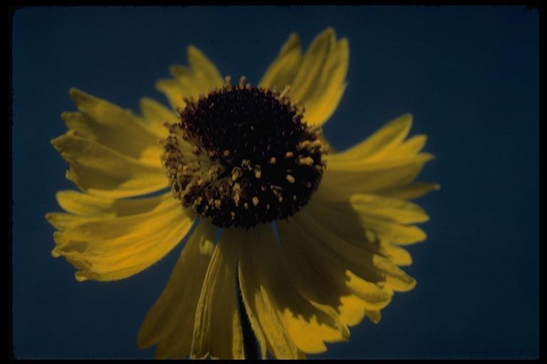 Image of Bigelow's sneezeweed