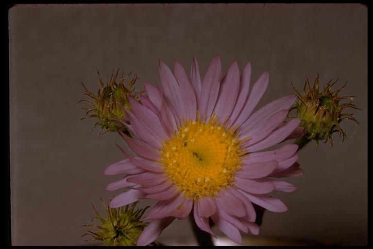 Image of Glacier Fleabane