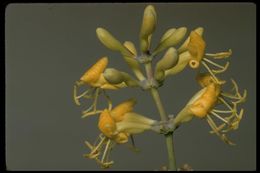 Image of chaparral honeysuckle