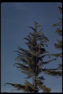 Image of sugar pine