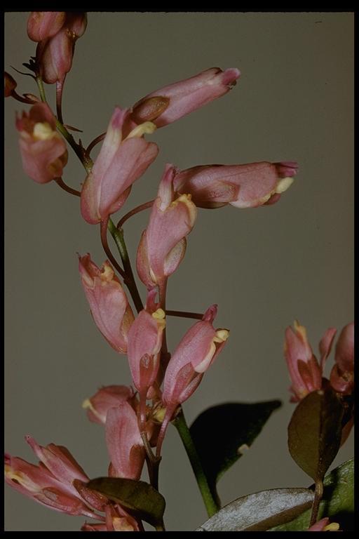 Image of <i>Polygala californica</i>