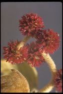 Image of California sycamore