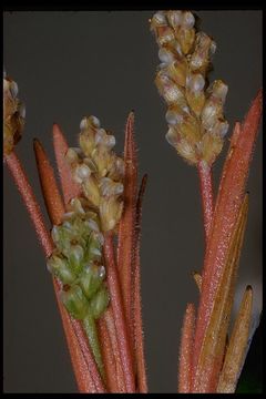 Image of dotseed plantain