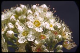 Слика од Physocarpus capitatus (Pursh) Kuntze