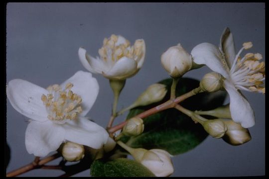 Imagem de Philadelphus lewisii Pursh