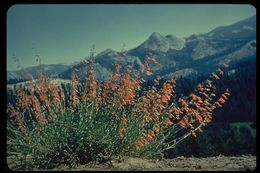 Image of Bridge penstemon