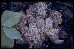 Image of Ramaria