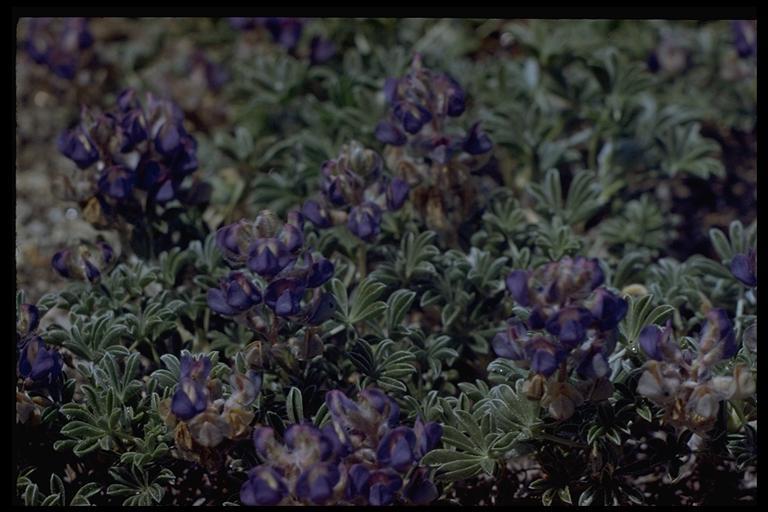 Image of Brewer's Lupine