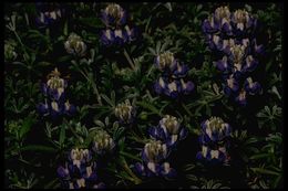 Image of Brewer's Lupine