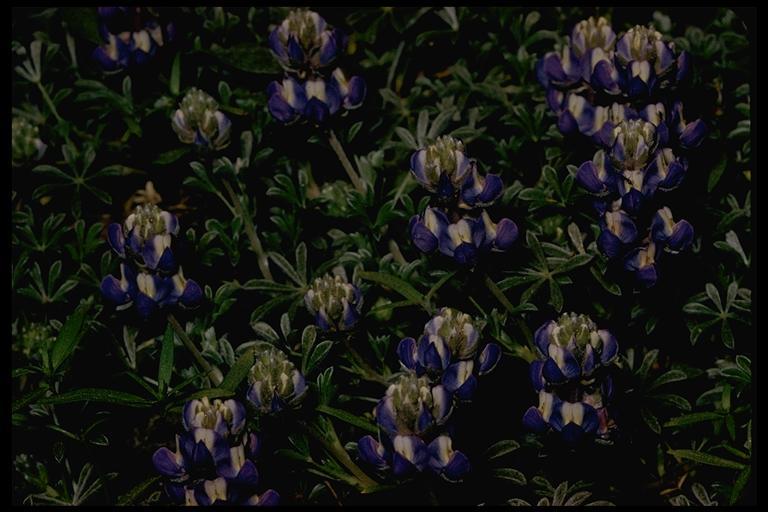 Image of Brewer's Lupine