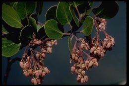 Image of greenleaf manzanita