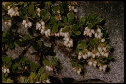 Imagem de Arctostaphylos nevadensis A. Gray