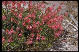 Слика од Penstemon newberryi Gray