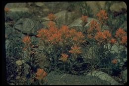 Image of wavyleaf Indian paintbrush