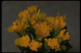 Image of lambstongue ragwort