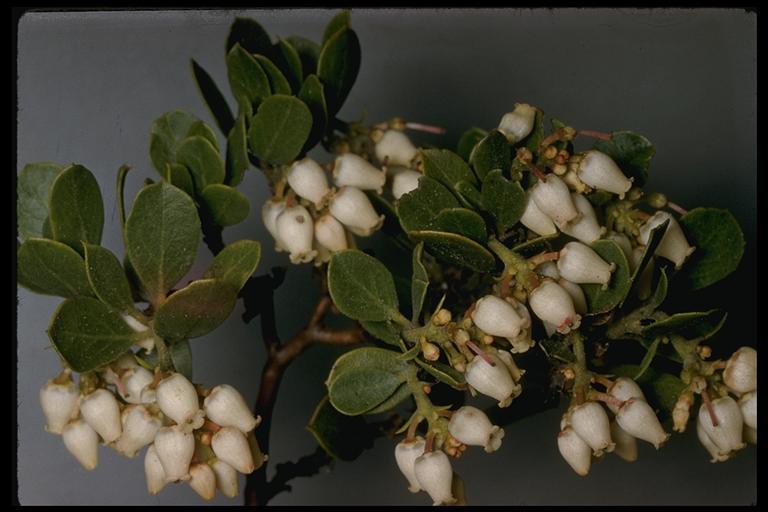 Imagem de Arctostaphylos nevadensis A. Gray