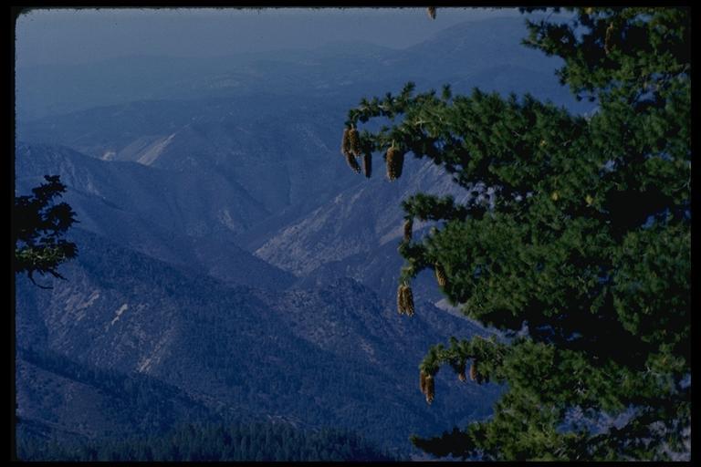 Image of sugar pine