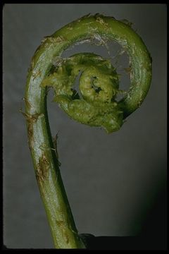 Image of <i>Athyrium filix-femina</i> var. <i>cyclosorum</i>