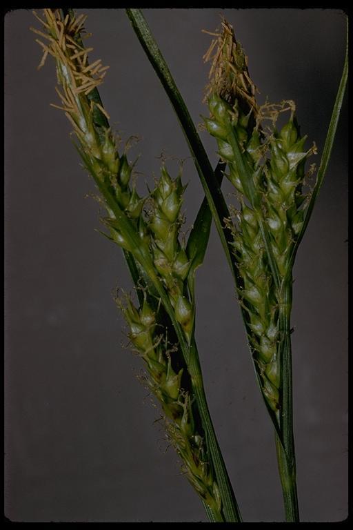 Image of Whitney's sedge