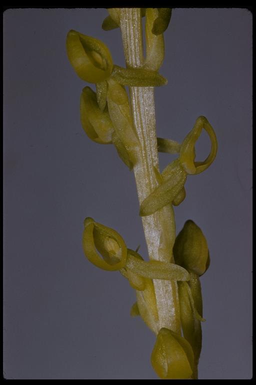 Image of Yosemite bog orchid