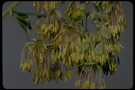 Image of Fendler's meadow-rue