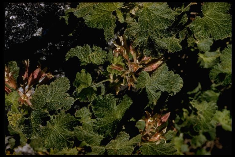 Image de Ribes viscosissimum Pursh