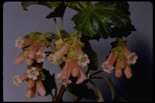 Image de Ribes cereum Dougl.