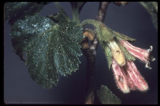 Image of wax currant