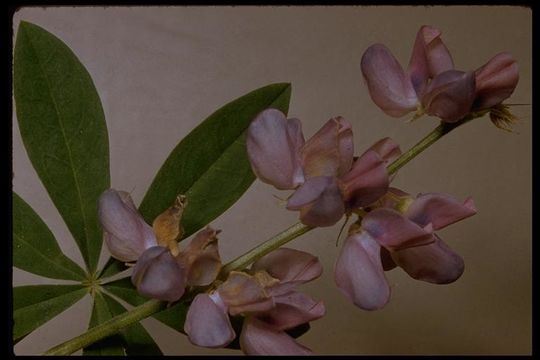 Image of largeleaf lupine