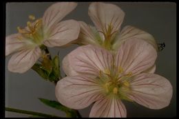 Imagem de Geranium oreganum Howell