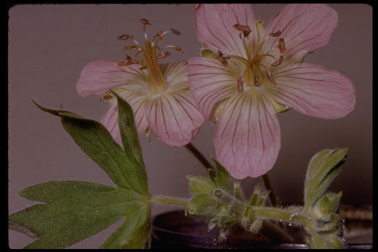 Imagem de Geranium oreganum Howell