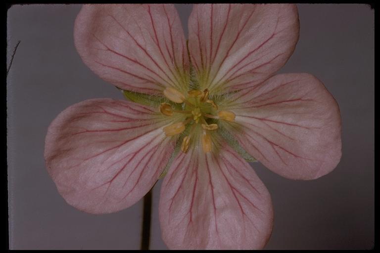 Imagem de Geranium oreganum Howell