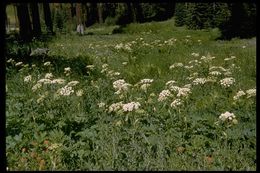 Plancia ëd Heracleum sphondylium subsp. montanum (Schleicher ex Gaudin) Briq.