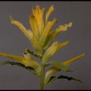 Imagem de Castilleja applegatei subsp. disticha (Eastwood) T. I. Chuang & L. R. Heckard