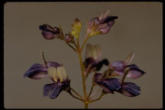 Image of Torrey's blue eyed Mary