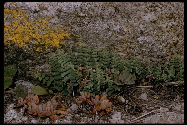 Image of Bridges' cliffbrake