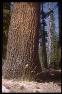 Image of western white pine