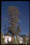 Image of western white pine