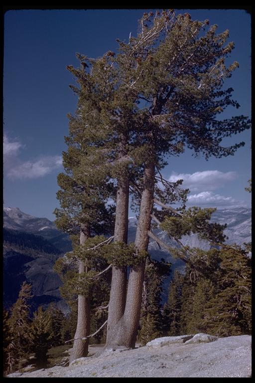 Image of western white pine