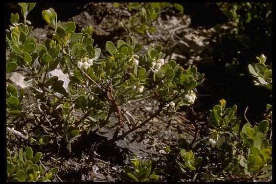 Imagem de Arctostaphylos nevadensis A. Gray