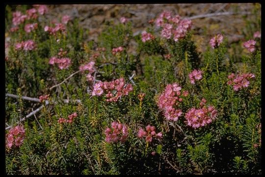 Image of purple mountainheath