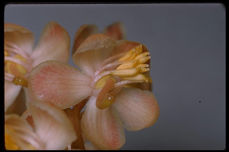 Image of whiteveined wintergreen