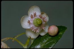 Image of pipsissewa