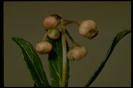 Image of pipsissewa