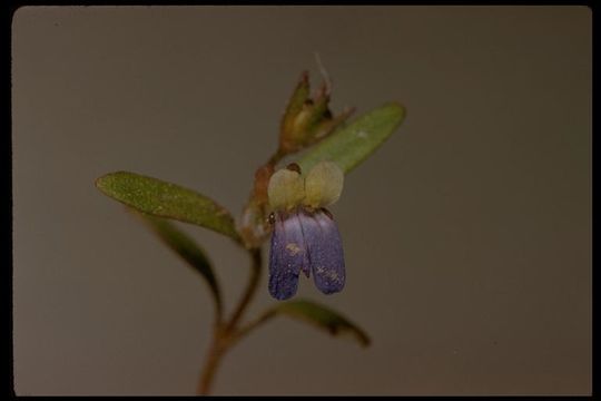 Image of Wright's blue eyed Mary