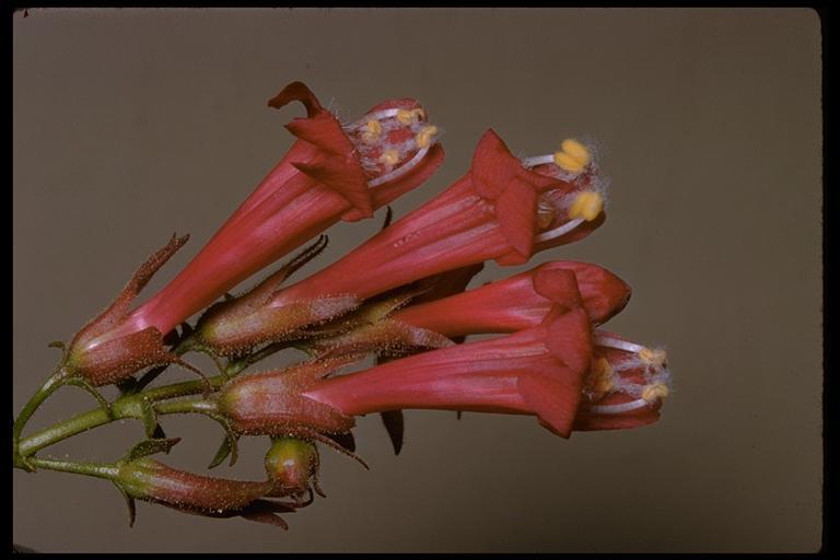 Слика од Penstemon newberryi Gray