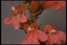 Слика од Penstemon newberryi Gray