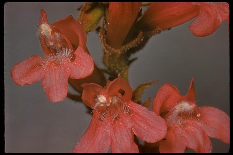 Слика од Penstemon newberryi Gray